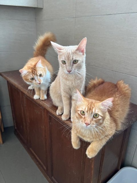 Simba Pumba Timon Tiger Zazu - Domestic Long Hair + Domestic Short Hair Cat
