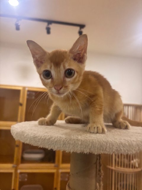 Nacho - Domestic Short Hair Cat