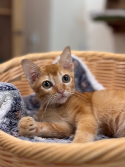 Nacho - Domestic Short Hair Cat