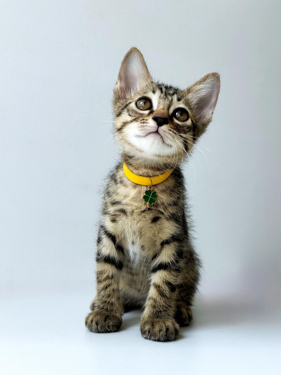 Clyde - Domestic Short Hair Cat