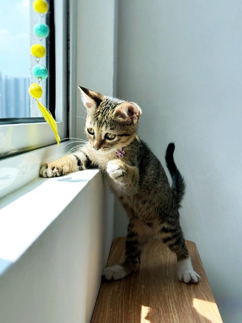 Bonnie - Domestic Short Hair Cat
