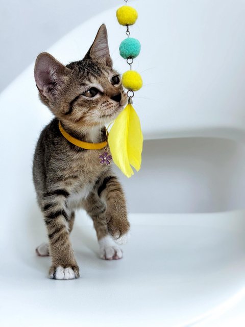 Bonnie - Domestic Short Hair Cat