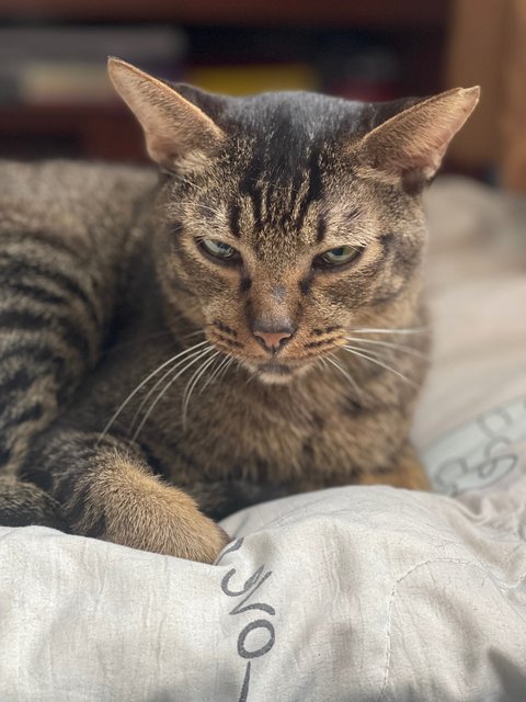 Peepaw - Domestic Short Hair Cat