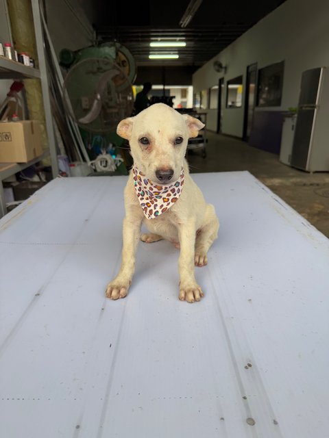 Gunny Bags Puppies - Mixed Breed Dog