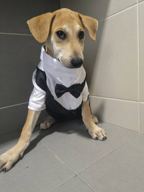 Roy - Mixed Breed Dog