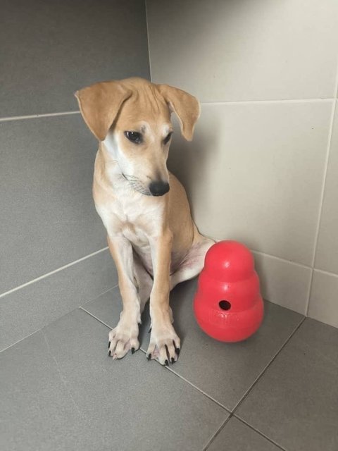 Roy - Mixed Breed Dog
