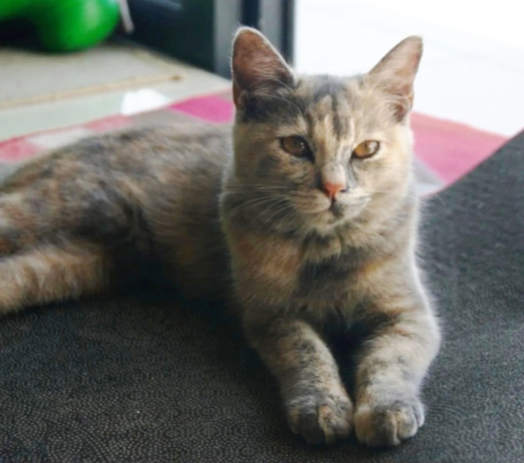 Minnie  - Domestic Short Hair + British Shorthair Cat
