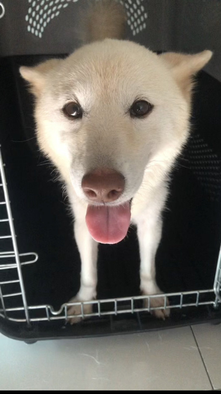White Shiba  - Shiba Inu Dog
