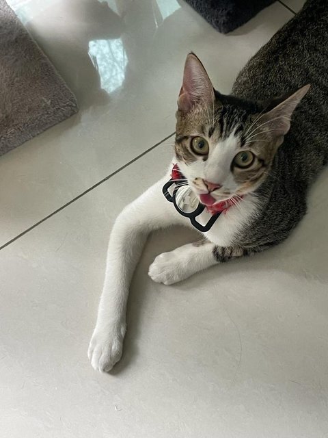 Hachi &amp; Muji - Domestic Short Hair Cat