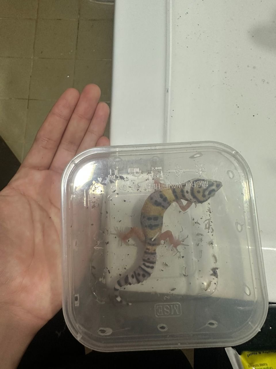 Pekka - Gecko Reptile