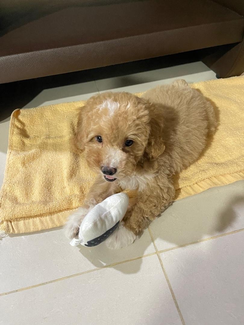 Niko - Poodle Dog