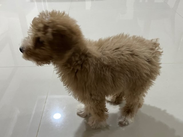 Niko - Poodle Dog