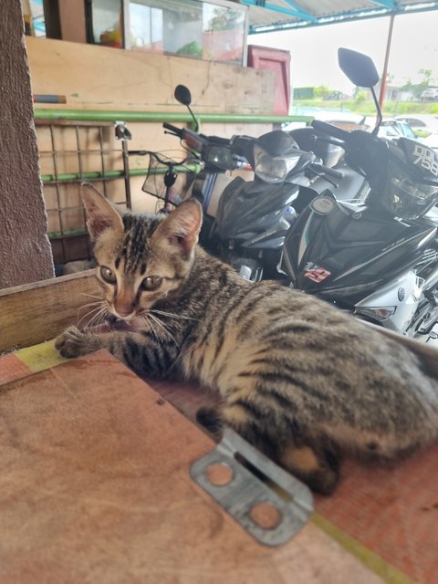 Ezon - Tabby Cat