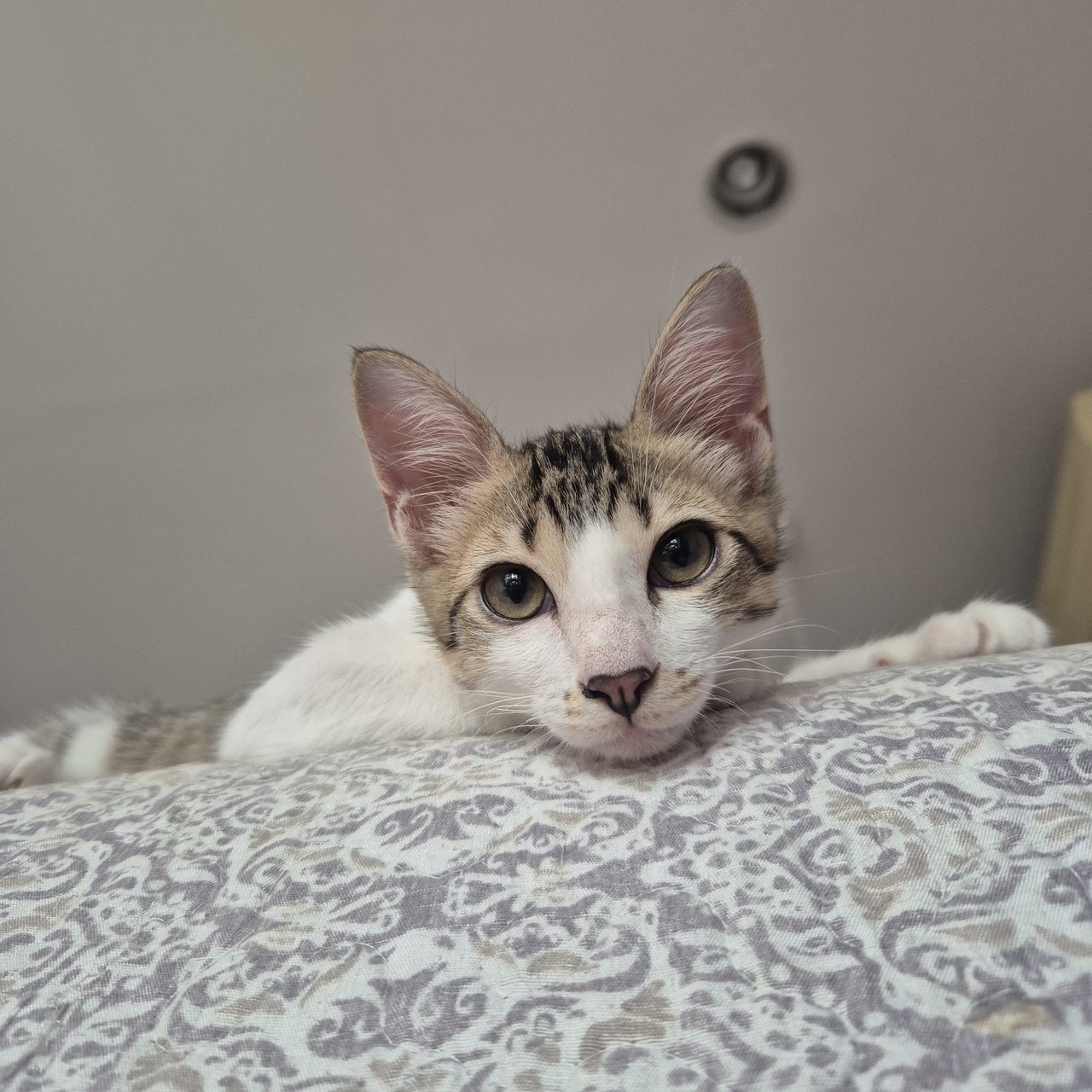 Bemban - Domestic Short Hair Cat