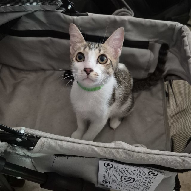 Bemban - Domestic Short Hair Cat