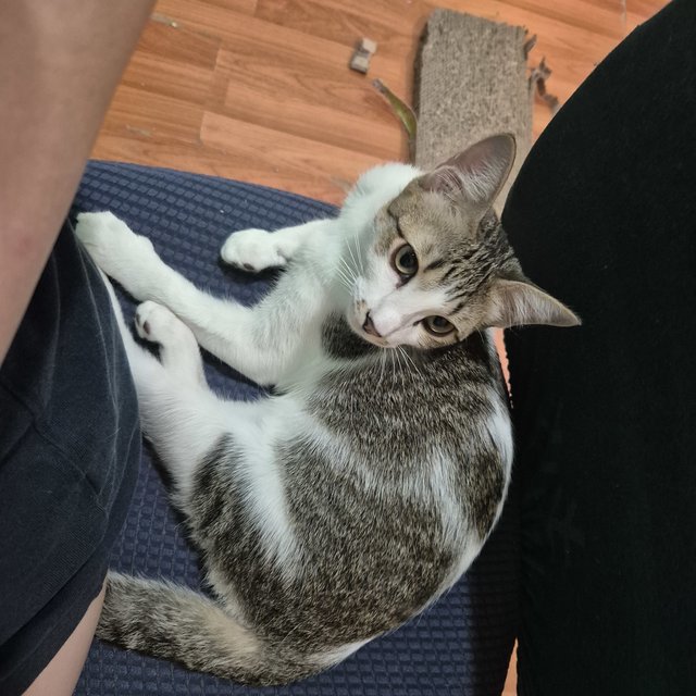Bemban - Domestic Short Hair Cat