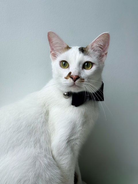 Geragau - Domestic Short Hair Cat