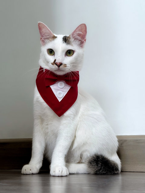 Geragau - Domestic Short Hair Cat