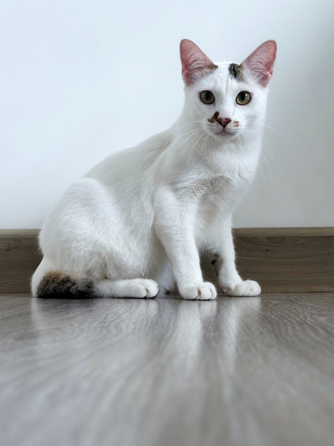 Geragau - Domestic Short Hair Cat