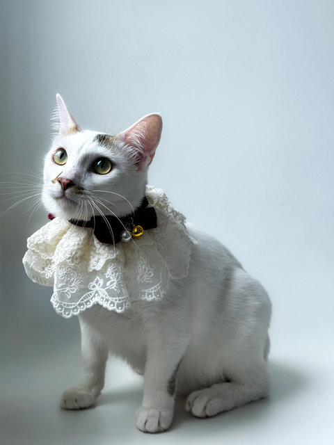 Geragau - Domestic Short Hair Cat