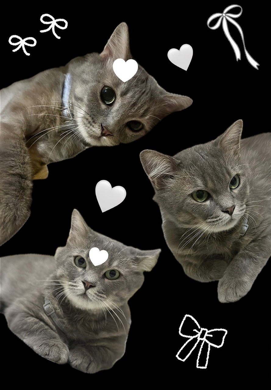 Grey - Domestic Long Hair Cat