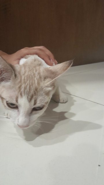 Pudding - Domestic Short Hair Cat
