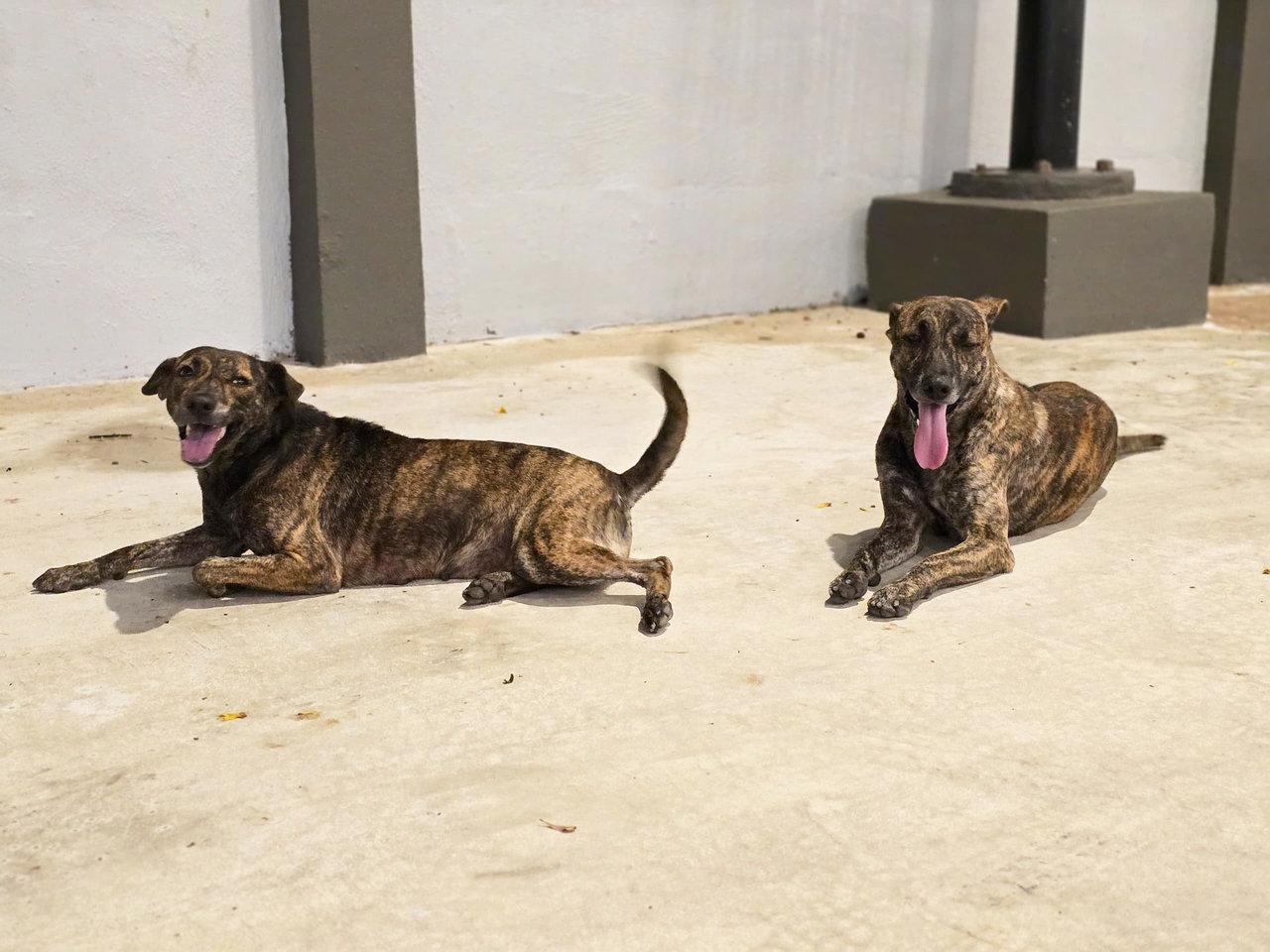 Saul &amp; Agent - Mixed Breed Dog