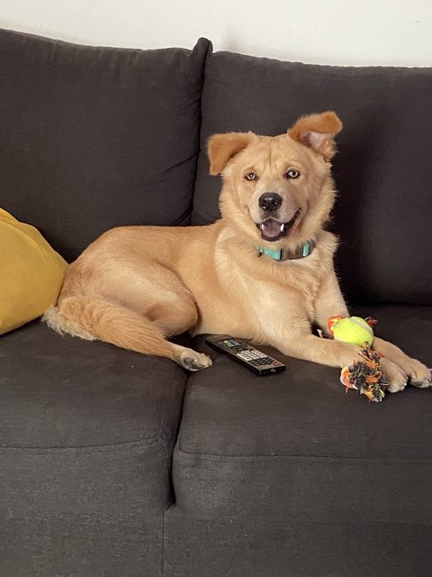 Bruno  - Golden Retriever Mix Dog