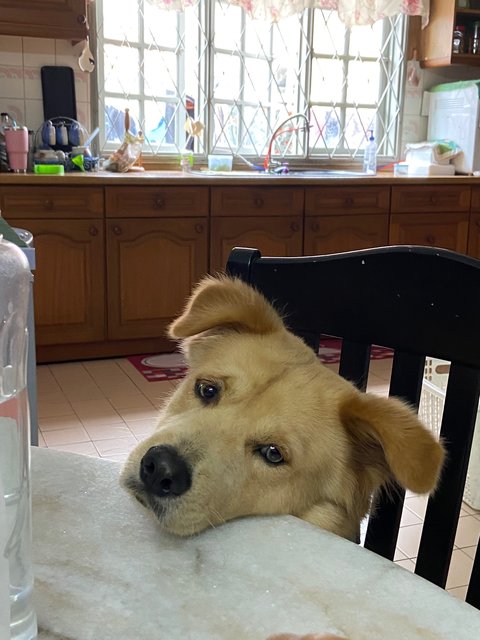 Bruno  - Golden Retriever Mix Dog