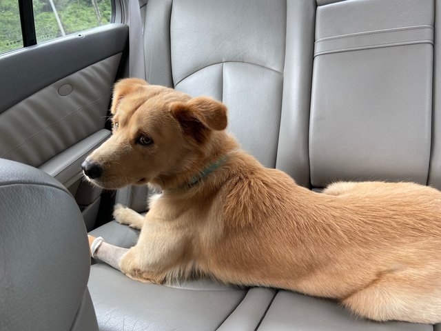 Bruno  - Golden Retriever Mix Dog