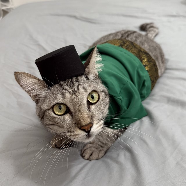 Luca (Neutered) - Tabby + Domestic Short Hair Cat