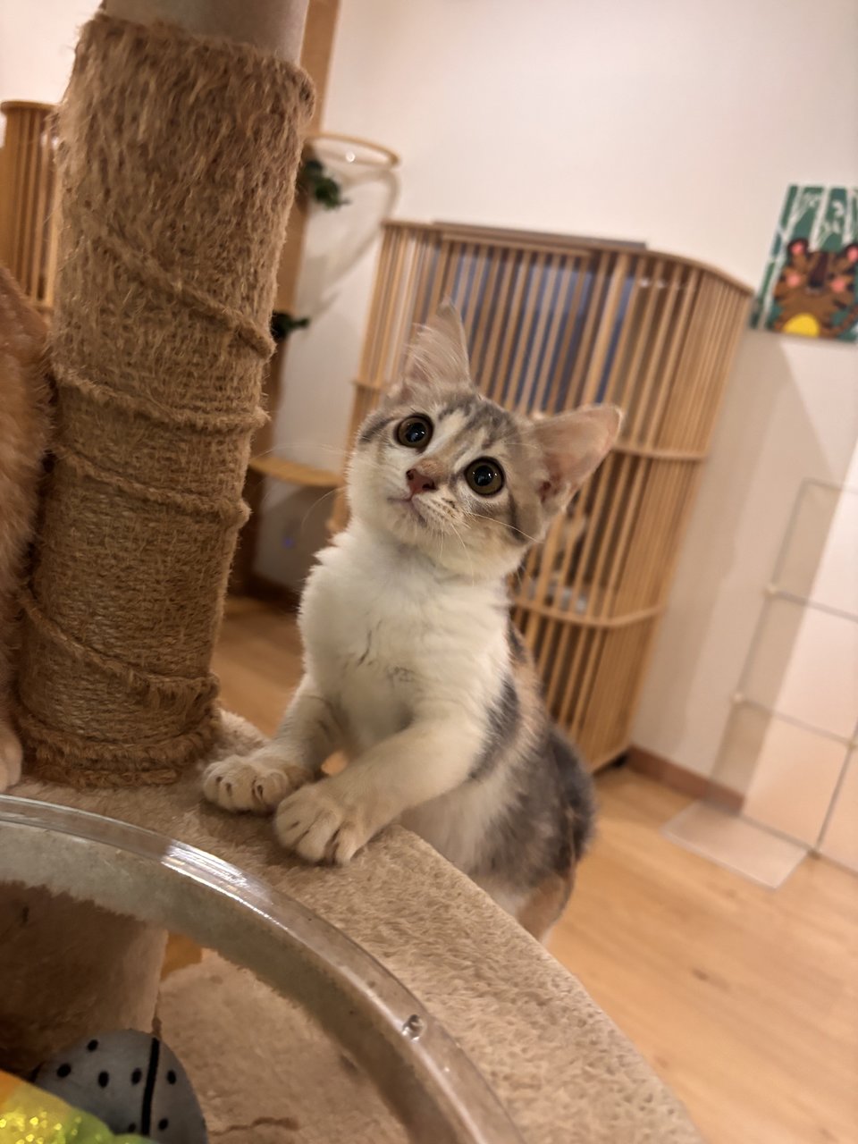 Mio - Domestic Short Hair Cat