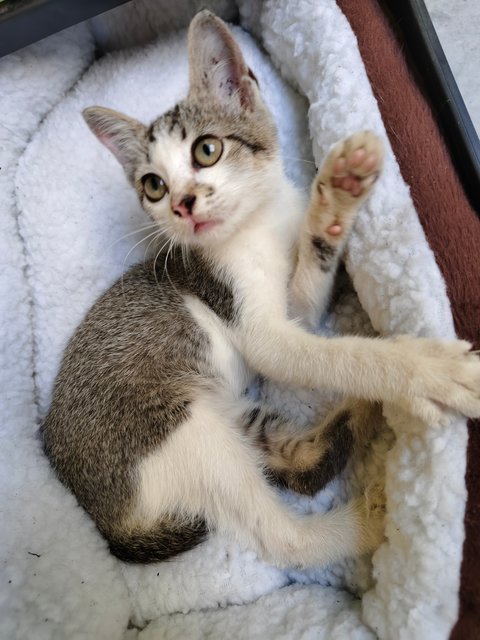 Oreo - Domestic Short Hair Cat