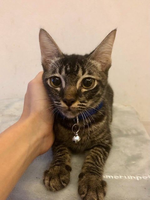 Guts - Domestic Short Hair Cat
