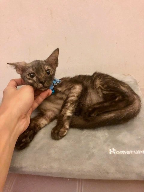 Casca - Domestic Short Hair Cat