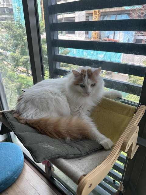 Lily - Turkish Van Cat