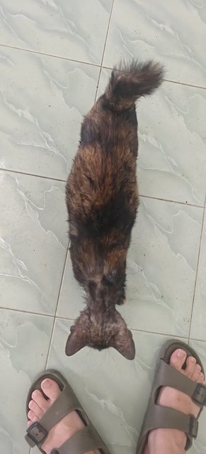 PF142982 - Domestic Short Hair Cat