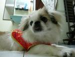 Qq Stolen In Batu 9, Cheras - Pekingese Dog