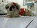 Qq Stolen In Batu 9, Cheras - Pekingese Dog