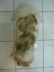 Qq Stolen In Batu 9, Cheras - Pekingese Dog