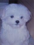 Baby Maltese - Maltese Dog