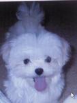 Baby Maltese - Maltese Dog