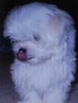 Baby Maltese - Maltese Dog