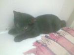 Blacky-O..last pic taken 13aug