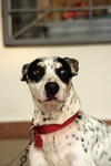 Duke - Dalmatian Dog