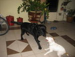 Tom &amp; Bob - Labrador Retriever Dog