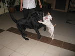 Tom &amp; Bob - Labrador Retriever Dog