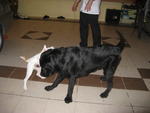 Tom &amp; Bob - Labrador Retriever Dog