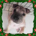 Sharpei - Rare And Reasonable Price - Shar Pei Dog