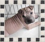 Sharpei - Rare And Reasonable Price - Shar Pei Dog